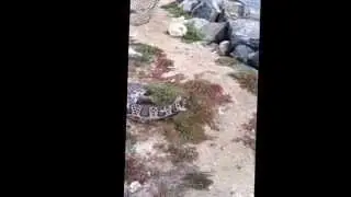 61.5 leopard shark in Anaheim bay!