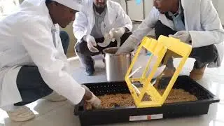 Flavor organic ginger powder making #dry 2025