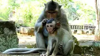 Spoil baby monkey shout loudly Brother bite his scrotum.