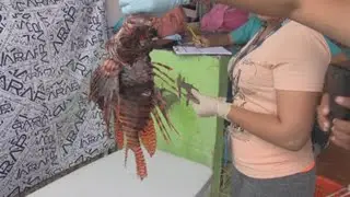 Panam&aacute; organiza torneos de pesca para controlar poblaci&oacute;n del pez le&oacute;n
