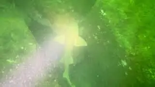 Nurse shark Panama City Beach Florida Saint Andrews Bay in the channel 80 feet deep ￼