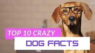 Top 10 crazy facts about dogs @facttechz @badmashicon