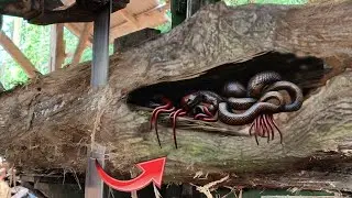 Almost endangered President of Australia! During the destruction of the cobra king's palace |Sawmill