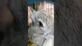 cute Blue Eyes rabbit😊🐰🐇💞👌#shorts#rabbit#cute#viral#video#viralshorts#youtubeshorts#eyes# Bani