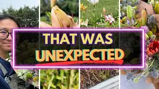 Why I&rsquo;m rethinking lilies as a cut flower