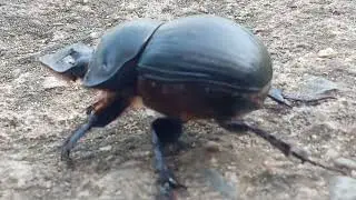 Dung beetle rolling poop | Dung beetles | Big kida #beetles #animals  insects world in India