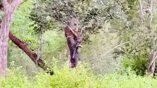 Exploring Bandipur National Park | Wildlife Safari & Forest Drive | Karnataka Travel Vlog 2025