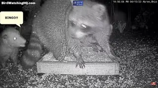 Opossum Eats Food Off of a Raccoon's Butt at BWHQ