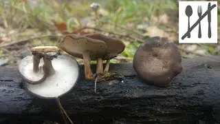 Żagiew zimowa&nbsp;(Lentinus brumalis) Jaworzno