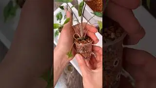 #Алоказия #stingray Albo variegata #plants #alocasiastingray