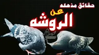 مرض الروشه في الحمام وحقائق مذهله من ابو مريم التونسي