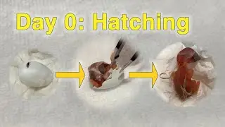 Hand-raised Bird (1): Day 0, Assisting with hatching. #zebrafinch #pets #birds #birdlovers