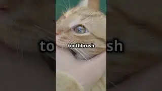 How to Brush Your Cat's Teeth 🐱🦷