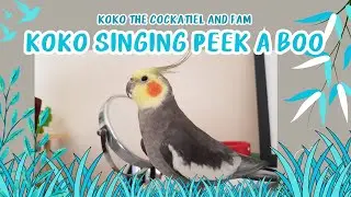 Koko the cockatiel and fam: Koko singing Peek a boo