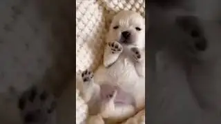 🚨 СРОЧНО! Замечен крошечный комочек меха, копошащийся, как попкорн!