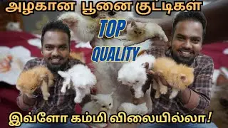 அழகான பூனை குட்டிகள்! இவ்ளோ கம்மி விலையில்லா! Top Quality Pets |All over tamilNadu Service available