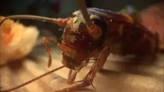 Close-up of an American cockroach (Periplaneta americana) grooming itself after feeding on pizza.