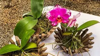 PLANTAR PHALAENOPSIS EM CACHEPÔ É EXCELENTE!!! 🌸👌