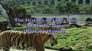The History of LSU's own Mike the Tiger
