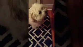 Constipated puppy