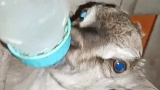 #HOW TO BOTTLE FEED A BABY GOAT#ASSAM#1.10 PM#21/5/2025