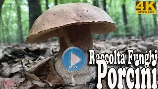 Raccolta funghi porcini 1 video Ultra Hd UHD 4K