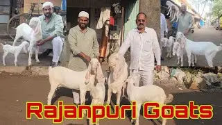 Rajanpuri Breeding Setup Results | Shanu Bhai & Sadik Seth Bhiwandi | Quality Goats.