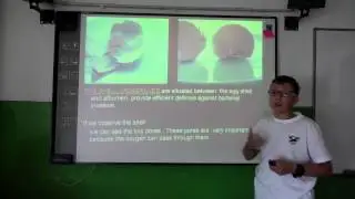 Amniotic eggs