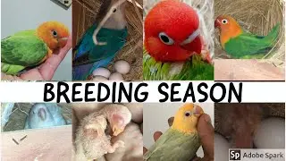 Lovebirds Breeding | WM AVIARY | Creamino | Parblue | Euwing | Opaline