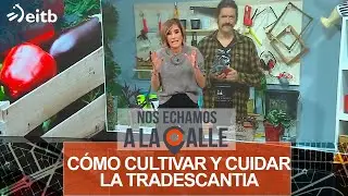 Iñigo Segurola nos enseña a cultivar y cuidar la tradescantia