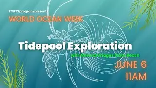 WORLD OCEAN WEEK: Tidepool Exploration at Natural Bridges State Beach