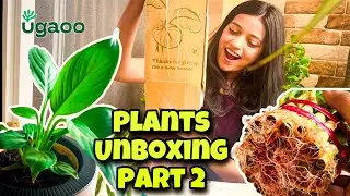 Plants with self-watering planters from Ugaoo - Part 2 | Online plants shopping in India