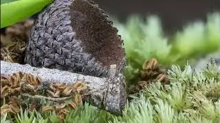 Macro Landscapes 4k Vol.01