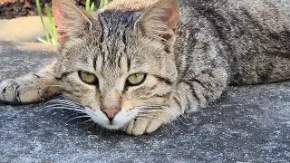 Cat ❤️ I Tried To Feed A Stray Cat, But It Got Weird #cat #cats #catvideos