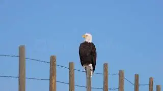 Stock Video - Bald Eagle sitting on a fence post against a blue sky