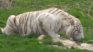 La tigre bianca