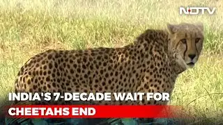 PM Modi Releases 8 Cheetahs At Madhya Pradesh National Park