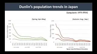 Tomoko Ichikawa: Call for the conservation of Dunlin through the East Asian-Australasian Flyway