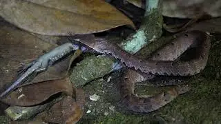 Hump-nosed Pit Viper Hypnale hypnale feeding on an Allapalli Skink Eutropis allapallensis