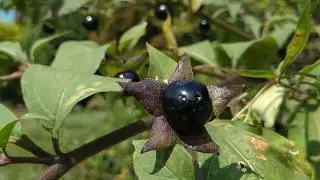 Never eat the Deadly Nightshade / Tollkirsche (Atropa belladonna)