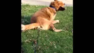 Red Burns & The Tequila Worms - Stomp Dog