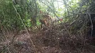 How to capture Kenya's nature coast jungle
