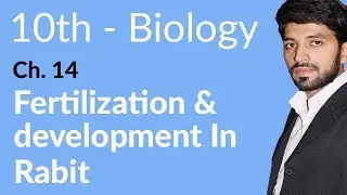 10th Class Biology Chapter 5 - Fertilization & Developments in Rabit - Class 10 Biology Chapter 14