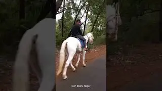 Horse BEML Nagar KGF #kgf #kolargoldfield #kgf2 #beml #travel #trending #viral #trendingshorts