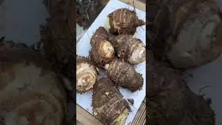 #Harvesting Taro (kachalu)