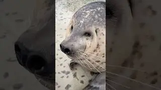 Seal Core. 🦭🦭 #funny #cute #seal #pets #animals