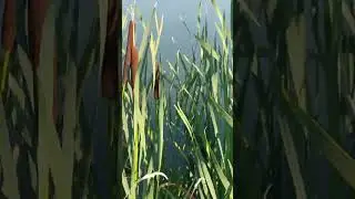 Рогоз Широколистный