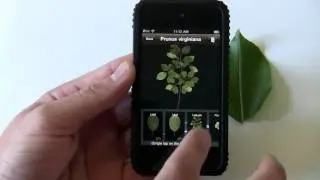 Демонстрация приложения LeafSnap для iPhone: идентифицируйте деревья, фотографируя листья