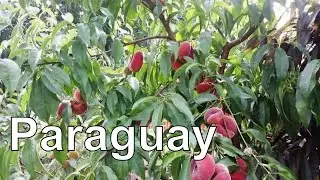 Piersici Paraguay intr-una din cele 5