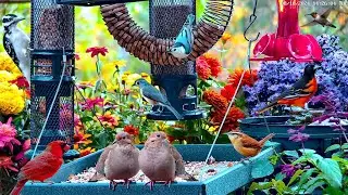🔴LIVE Cozy Cottage Garden Bird Feeder: Cardinals, Doves, Birds, Critters, Fall Colors, Autumn Leaves